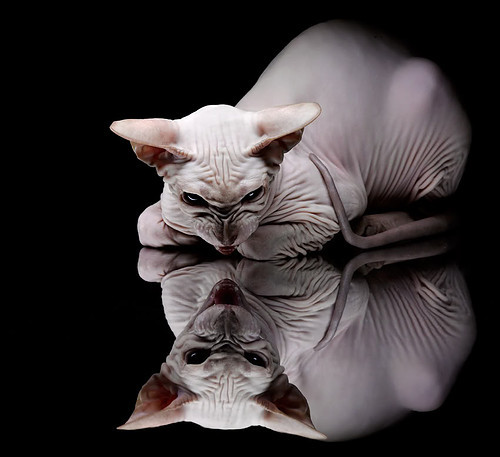 Leyu Sport登录入口-滑雪运动员训练重心转向综合协调能力，滑雪转弯重心