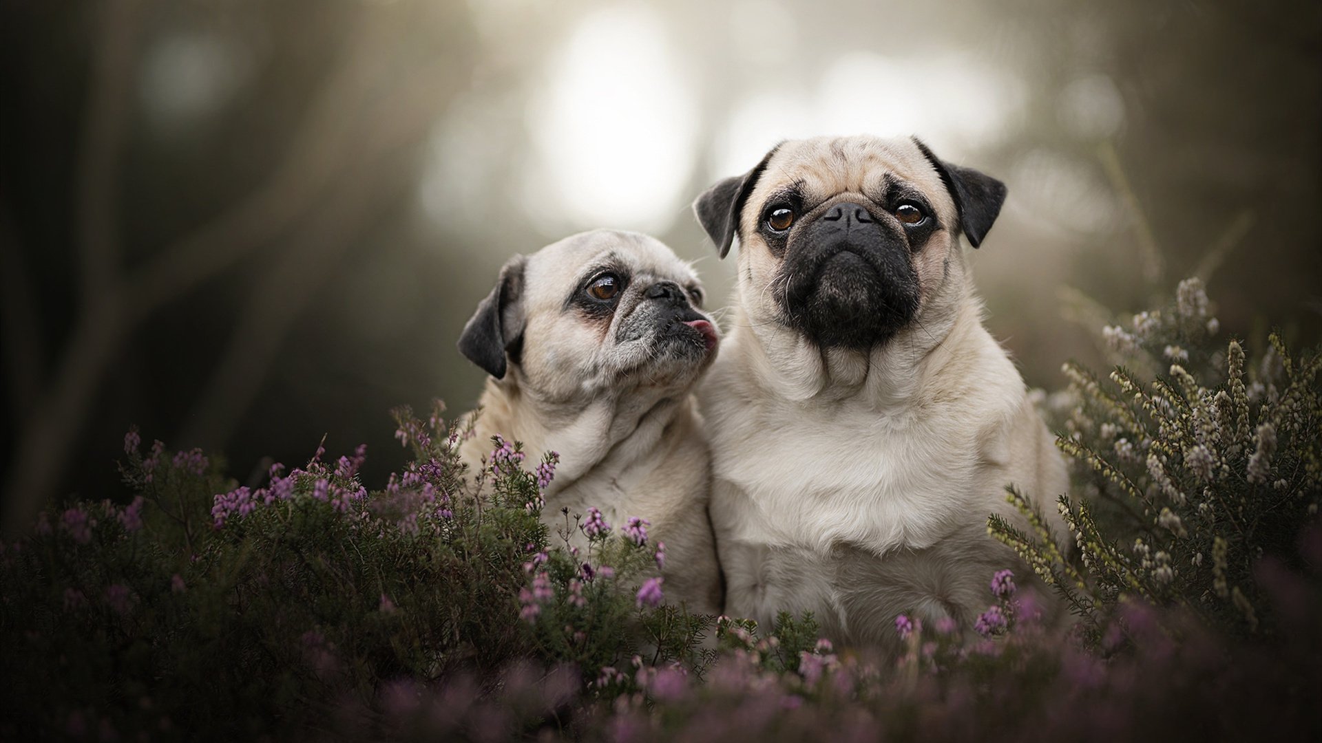 Leyu Sport登录入口-皮特·斯图斯：南非队的“钢铁后排”，每场比赛都在超越自我